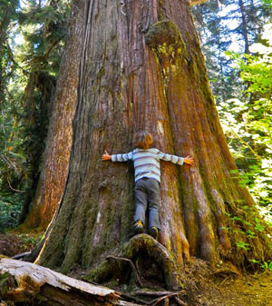 western redcedar graphic